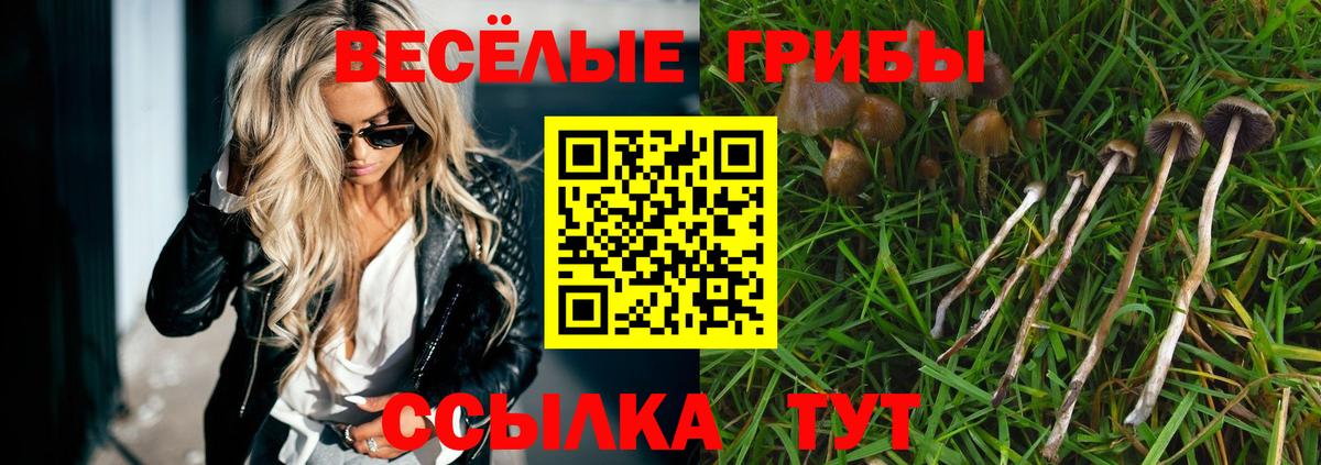 Черняховск  Галлюциногенные грибы Psilocybe  Вход с VPN 